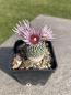 Preview: Turbinicarpus valdezianus